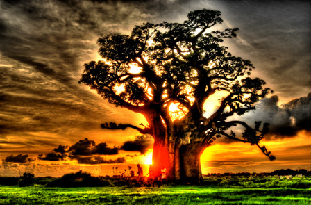 image Baobab, emblème du Sénégal